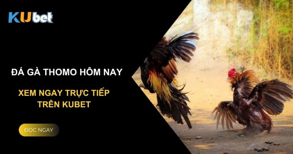 Đá gà Thomo hôm nay: Xem ngay trực tiếp trên Kubet