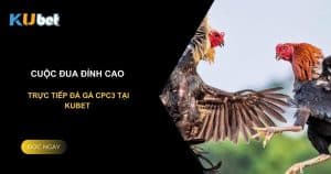 Cuộc đua đỉnh cao: Trực tiếp đá gà cpc3 tại Kubet