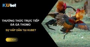 Thưởng thức trực tiếp đá gà Thomo - Sự hấp dẫn tại Kubet